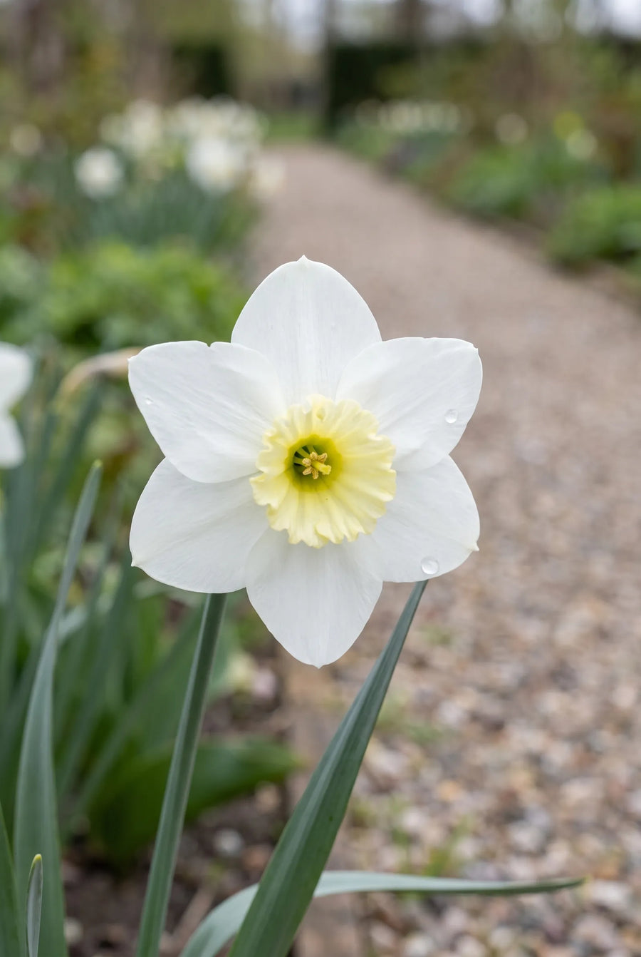 Narcissus Segovia — close-up van de bloem