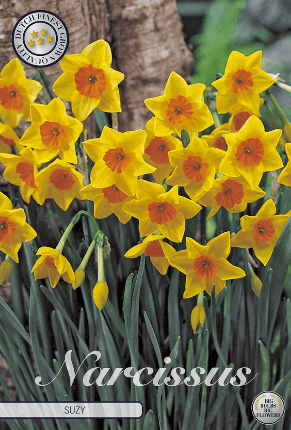 Narcissus Suzy