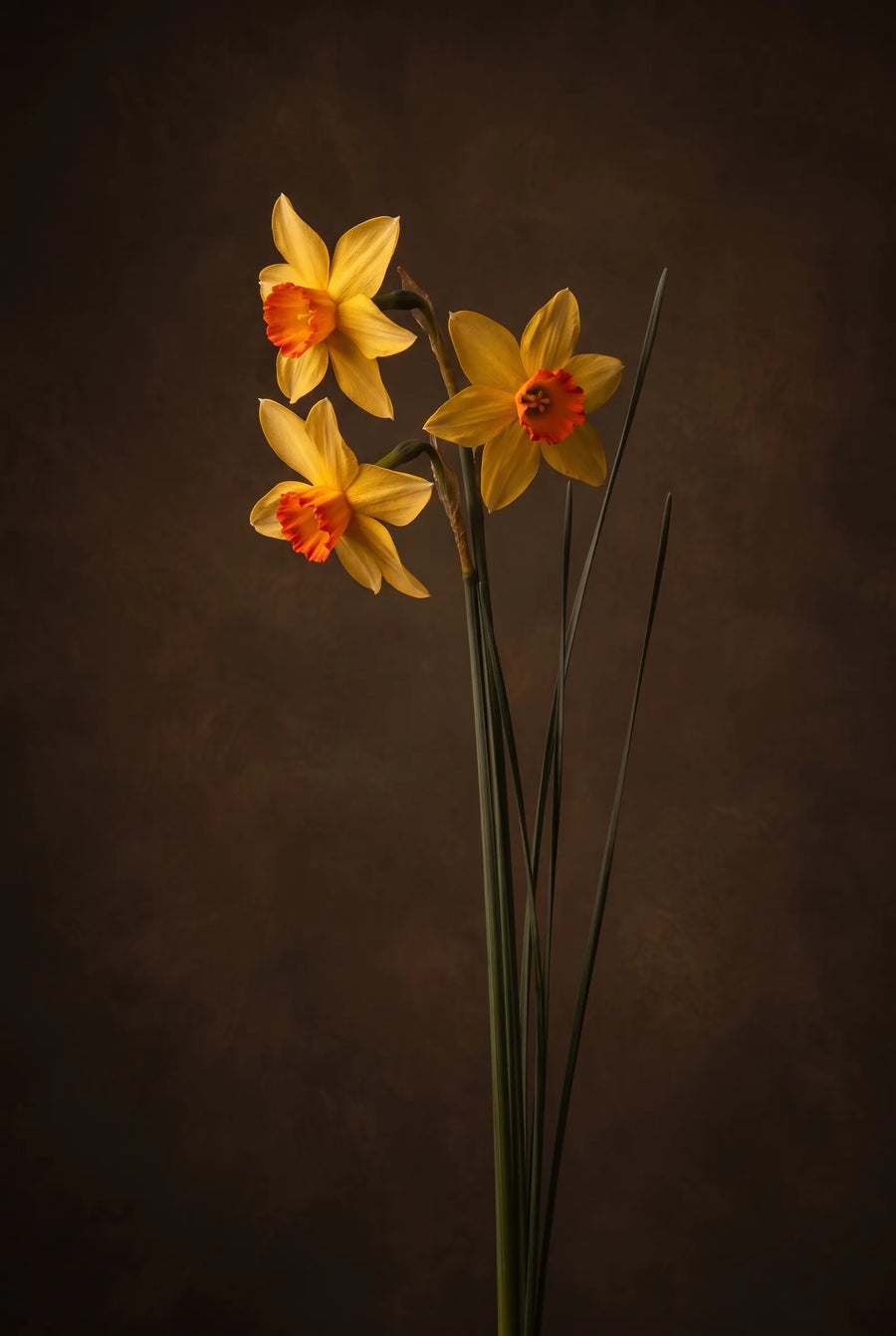 Narcissus Suzy — sfeerbeeld