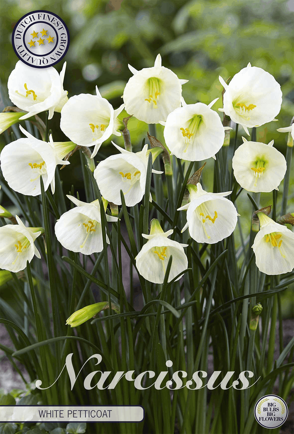 Narcissus witte onderrok