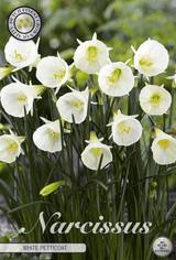 Narcissus witte onderrok