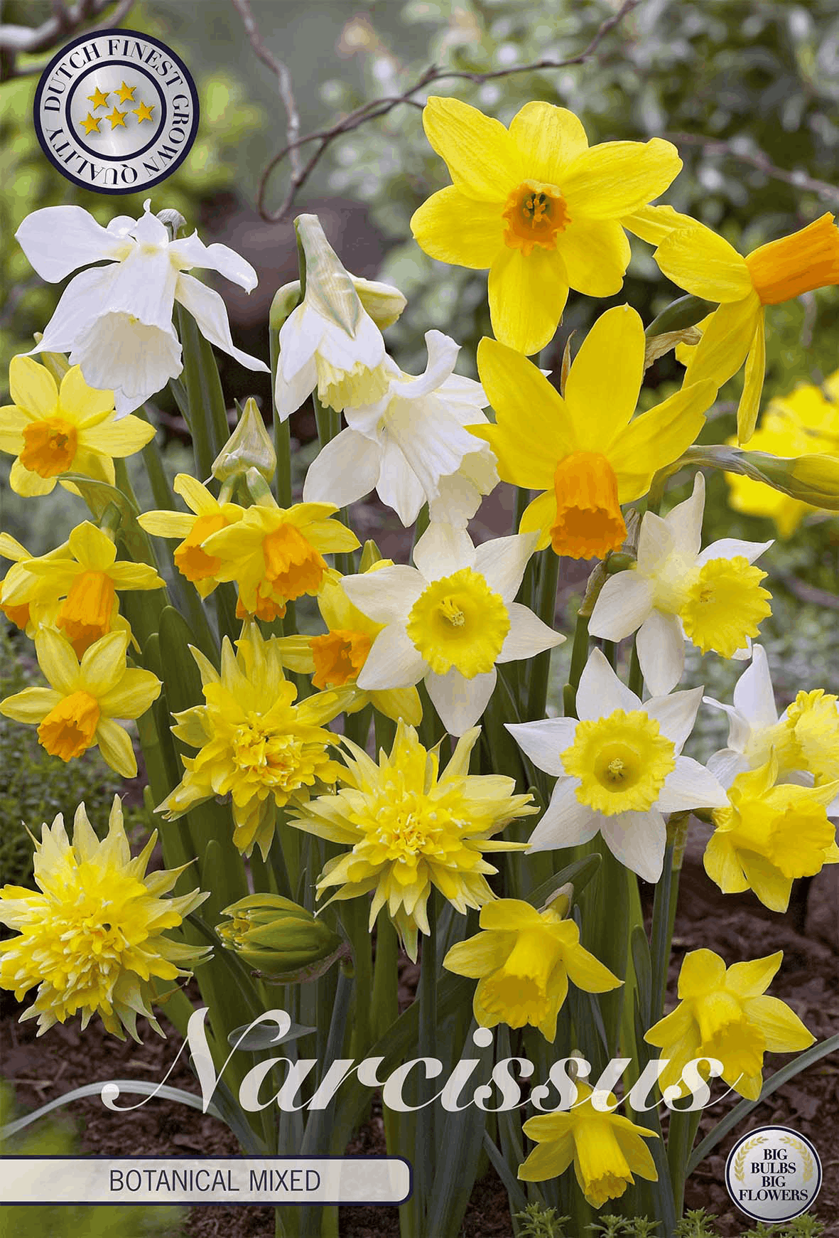Narcissus botanische mix