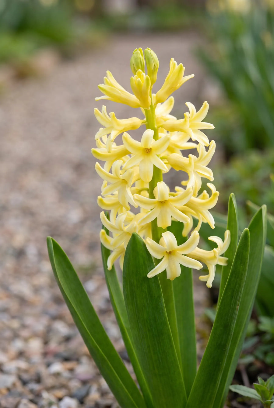 Hyacinthus City of Haarlem — close-up van de bloem