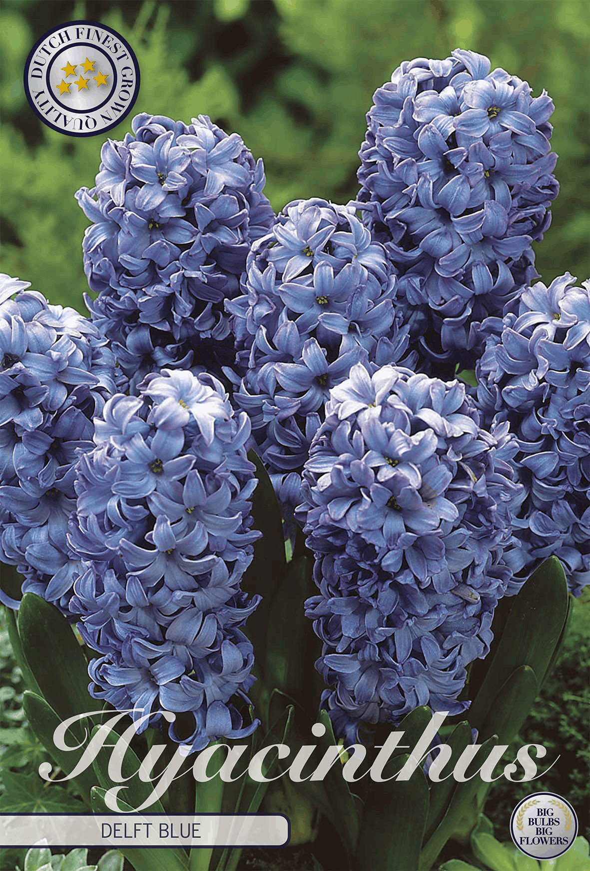 Hyacint Delfts Blauw