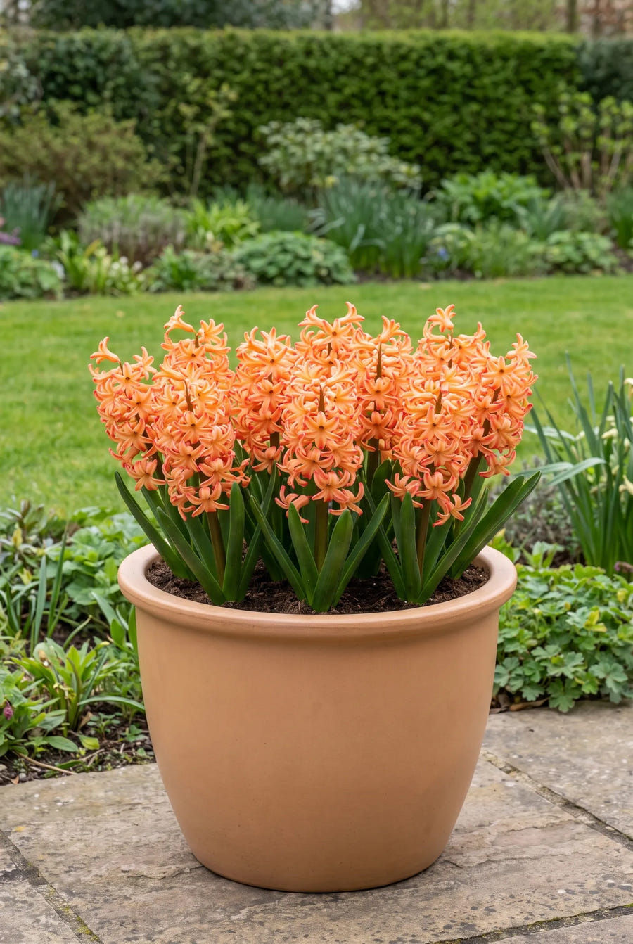 Hyacinthus Gipsy Queen — in pot op terras