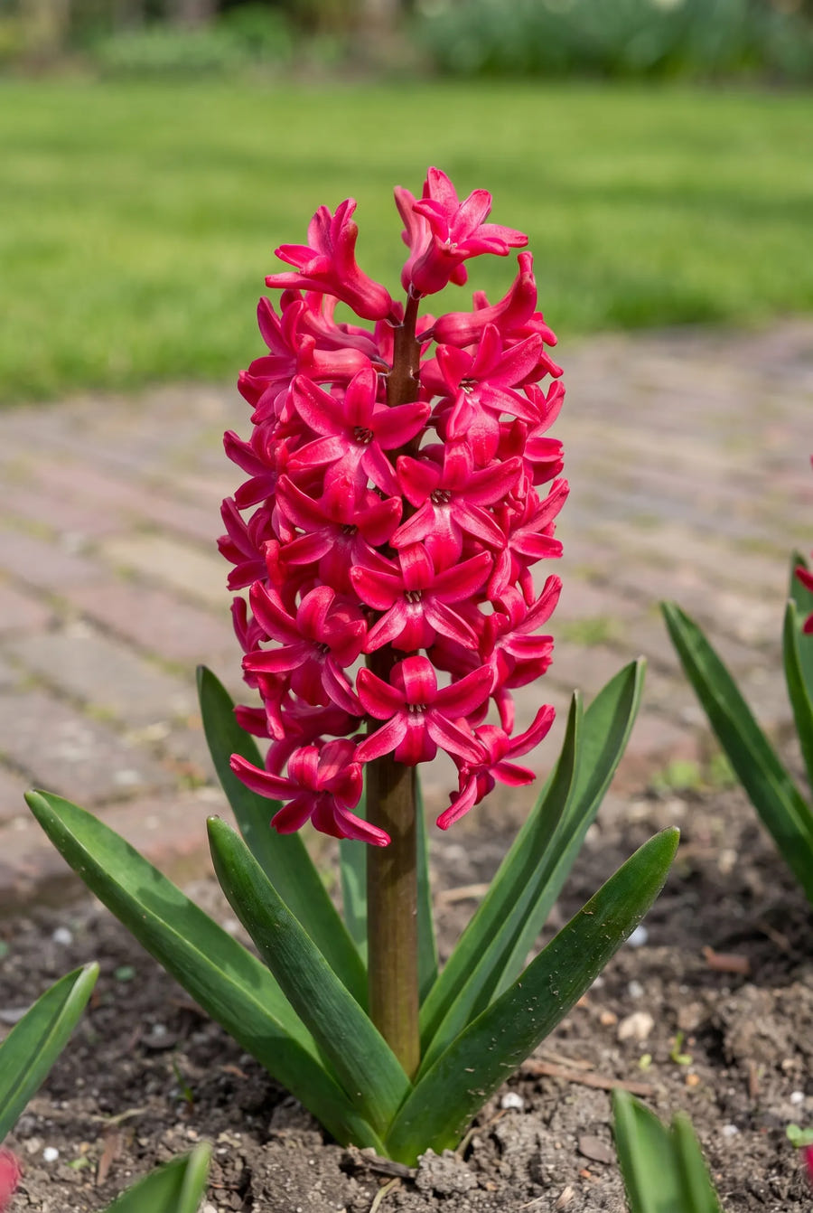 Hyacinthus Jan Bos — close-up van de bloem