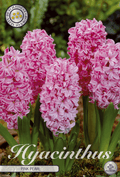 Hyacint Roze Parel