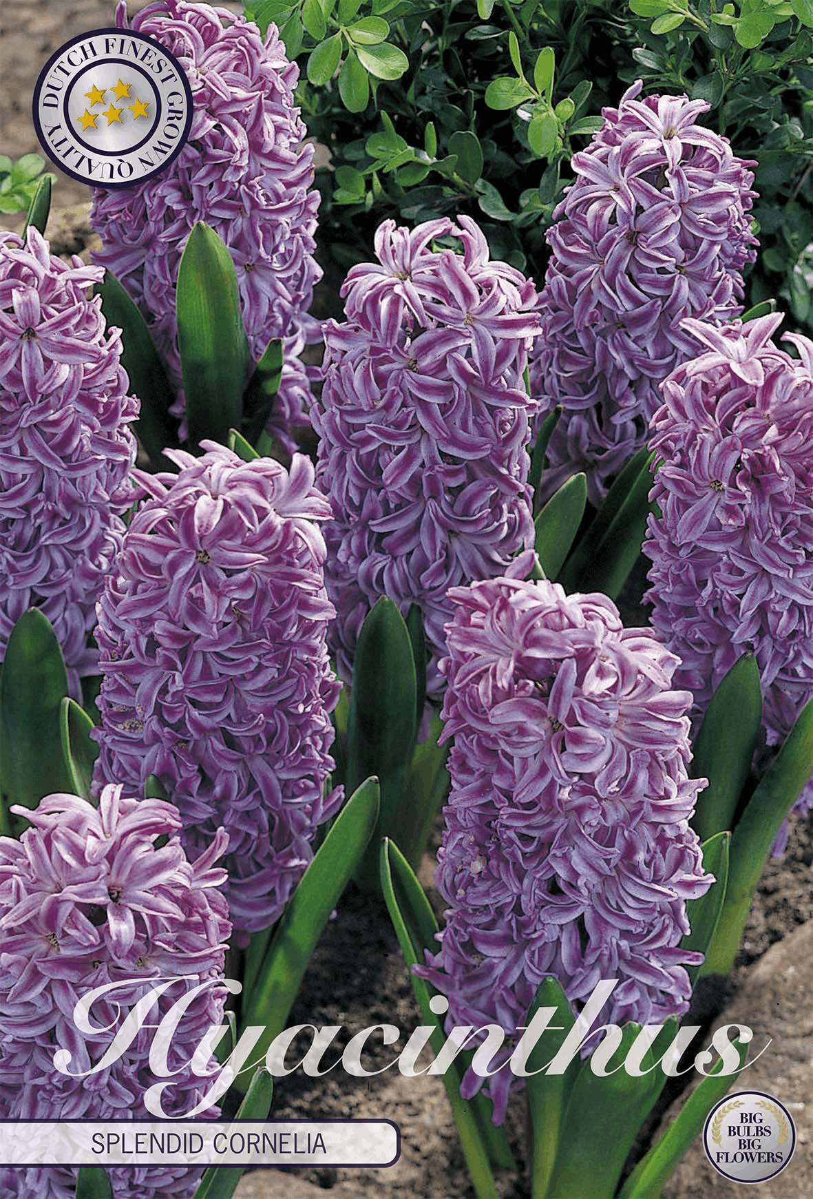 Hyacinthus Prachtkornoelje