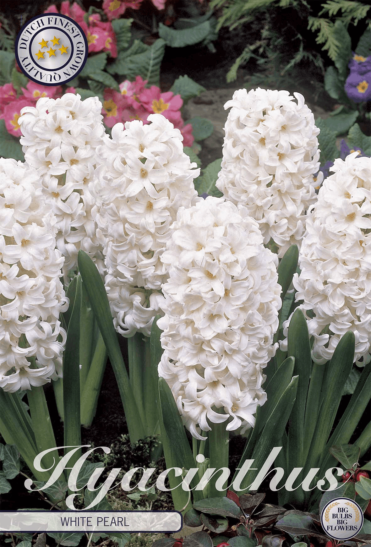 Witte Parel van de Hyacint