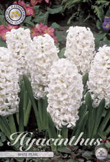 Witte Parel van de Hyacint