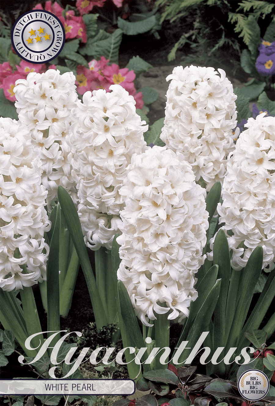 Witte Parel van de Hyacint