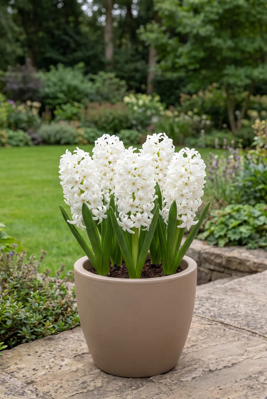 Hyacinthus White Pearl — in pot op terras