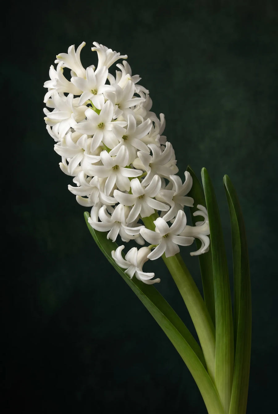 Hyacinthus White Pearl — sfeerbeeld