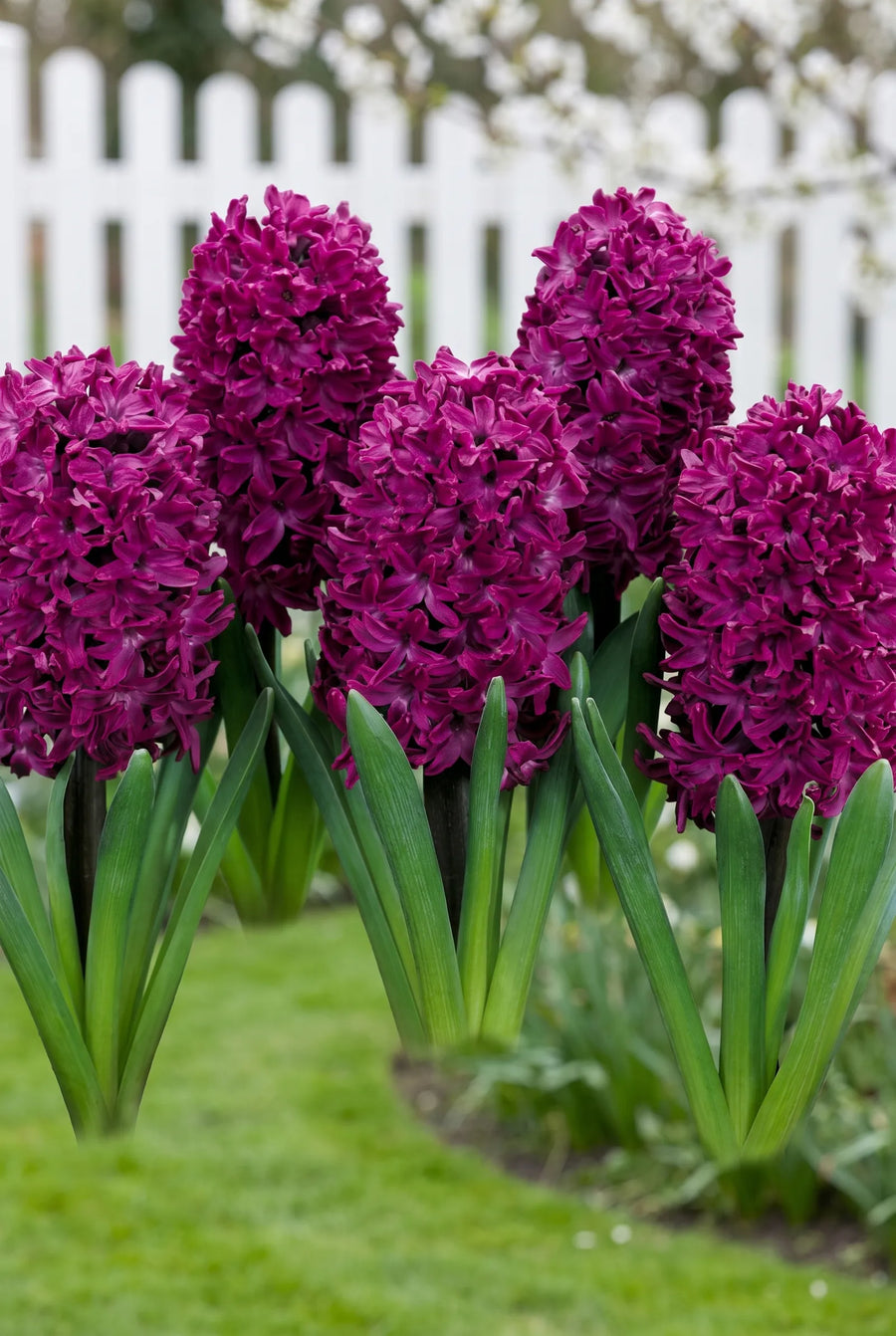 Hyacinthus Woodstock — in de border