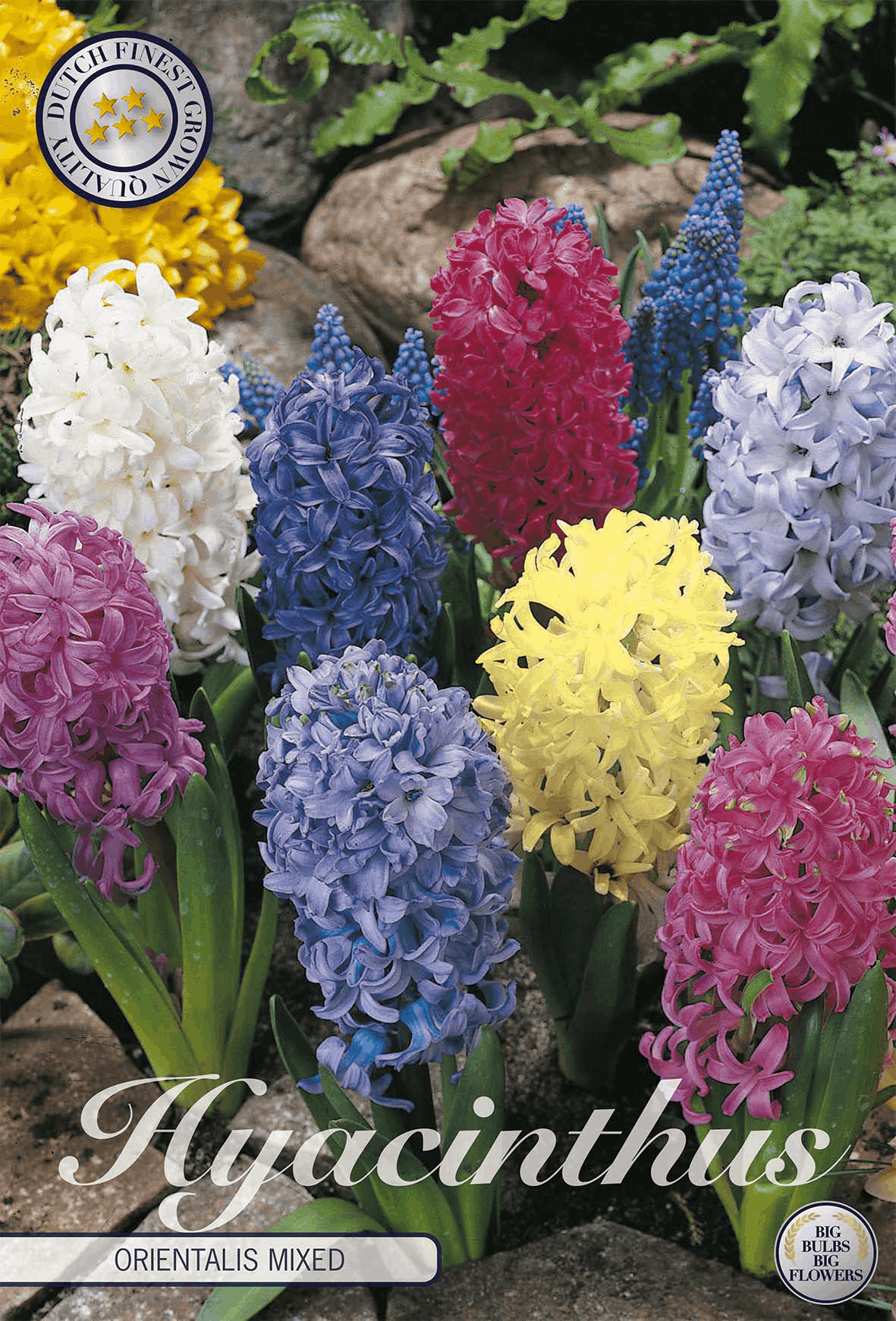 Hyacinthus Orientalis Gemengd