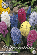 Hyacinthus Orientalis Gemengd