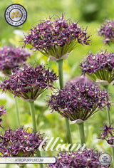 Allium Atropurpureum