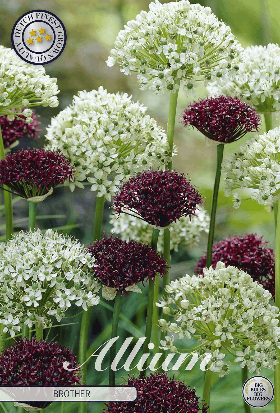 Allium Broeder
