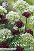 Allium Broeder