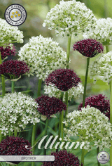 Allium Broeder