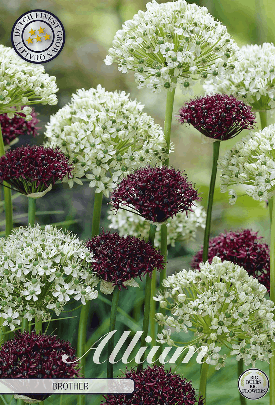 Allium Broeder