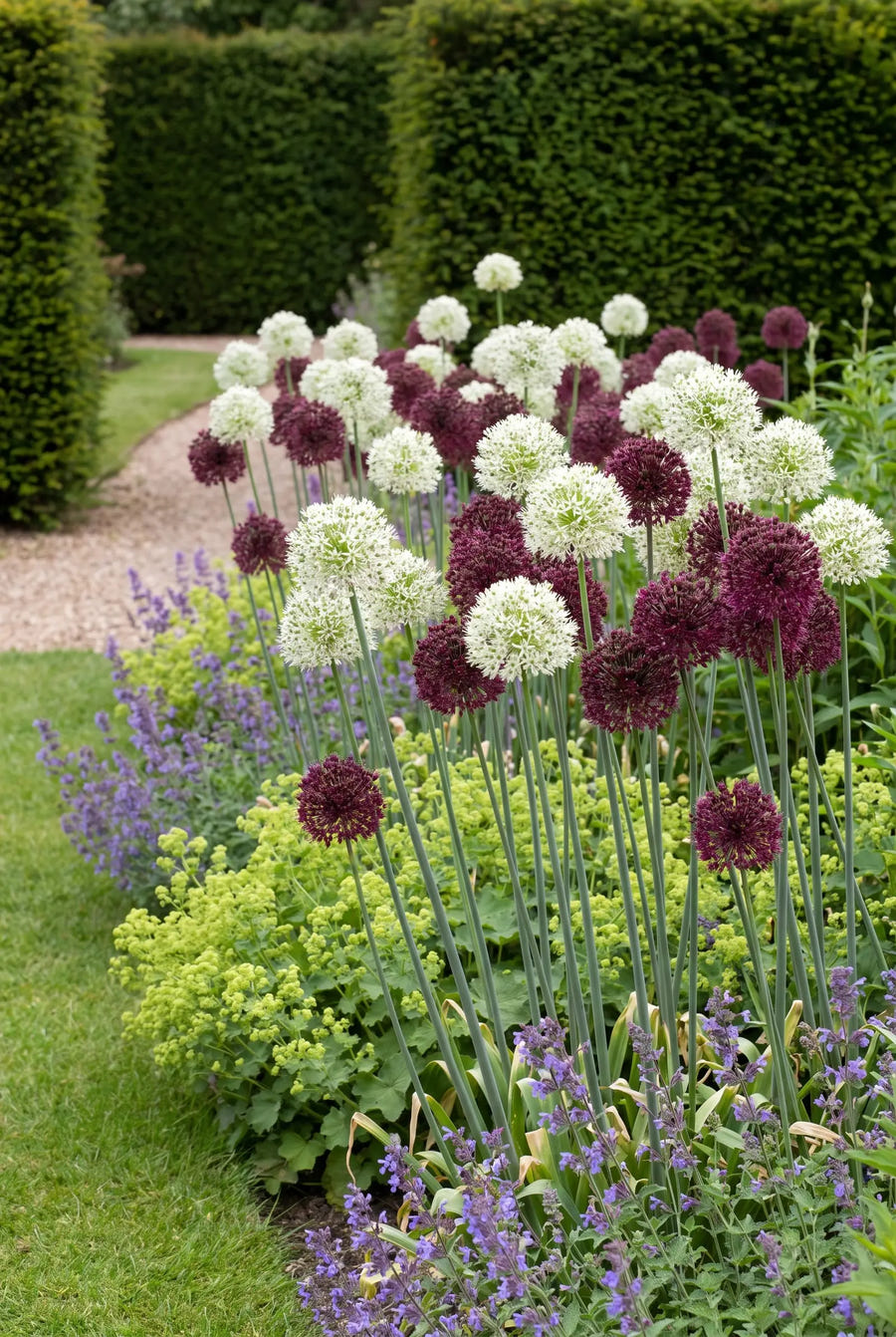 Allium Brother — in de border