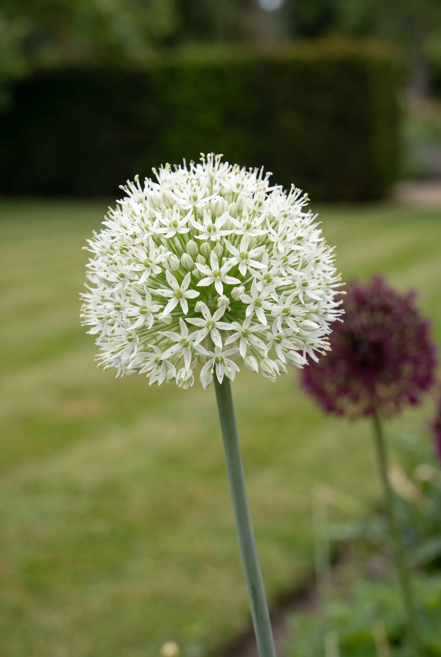 Allium Brother — close-up van de bloem