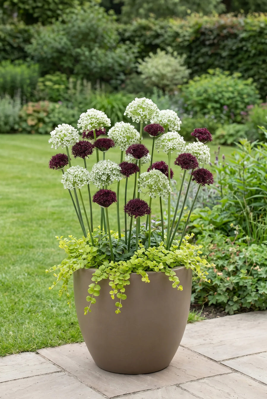 Allium Brother — in pot op terras