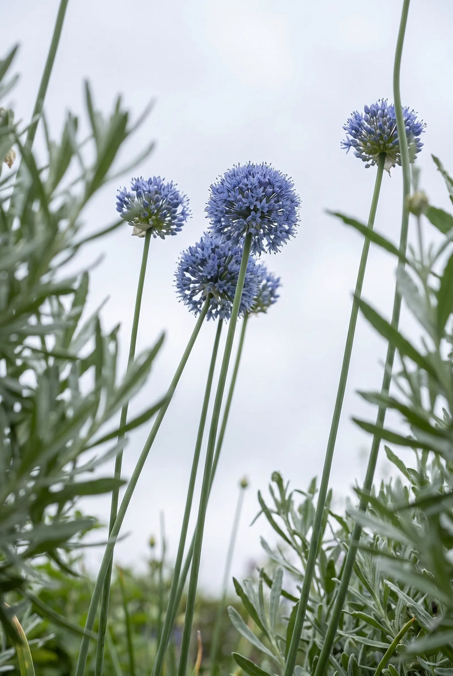 Allium Caeruleum — in de tuin