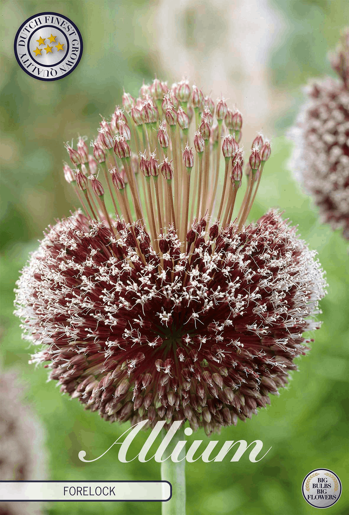 Allium-voorlok