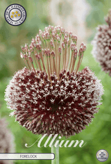 Allium-voorlok