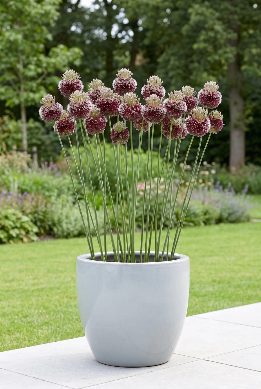 Allium Forelock — in pot op terras