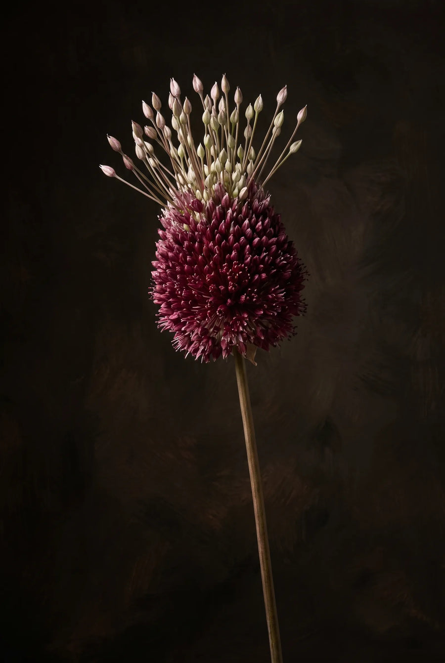 Allium Forelock — sfeerbeeld