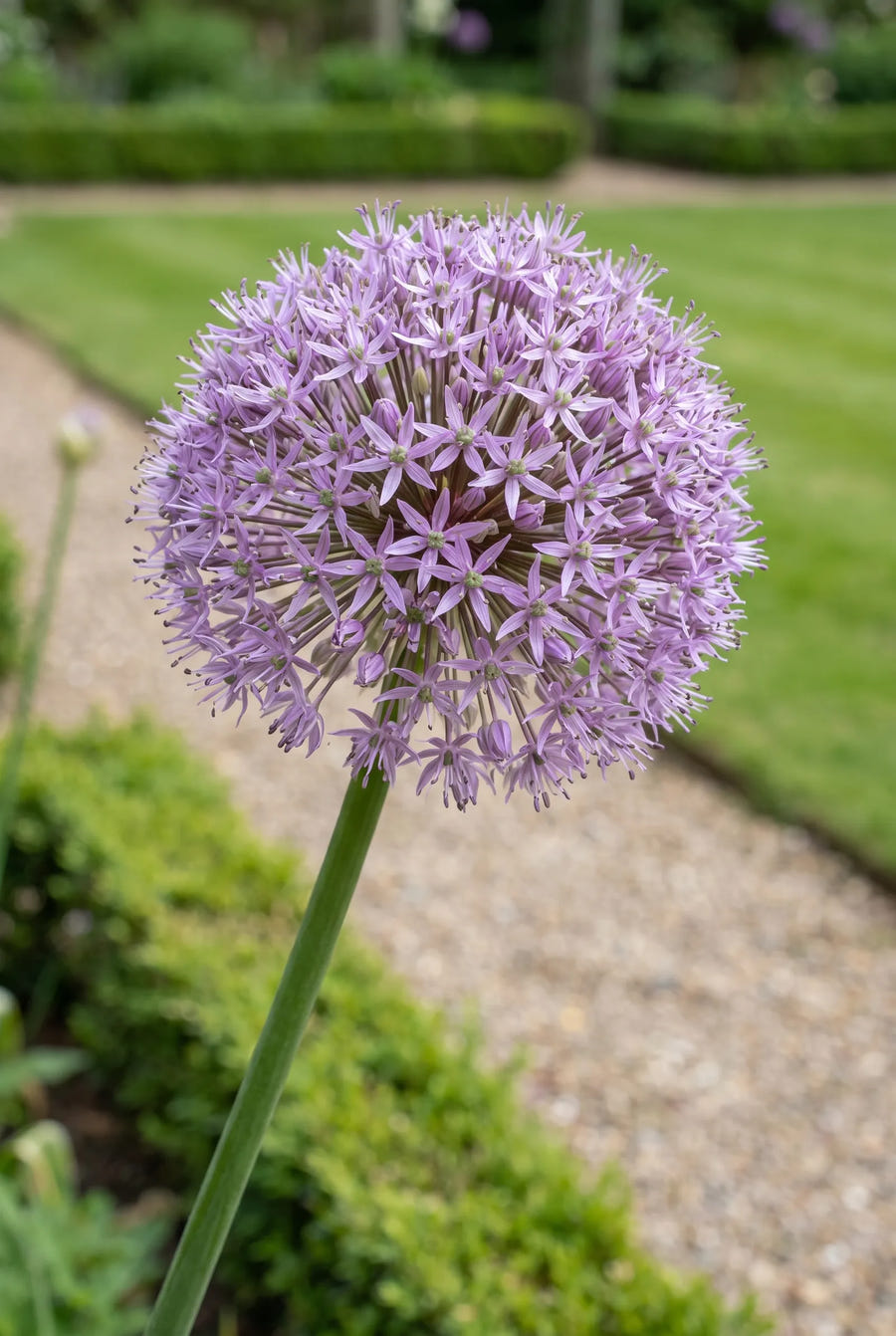 Allium Gladiator — close-up van de bloem