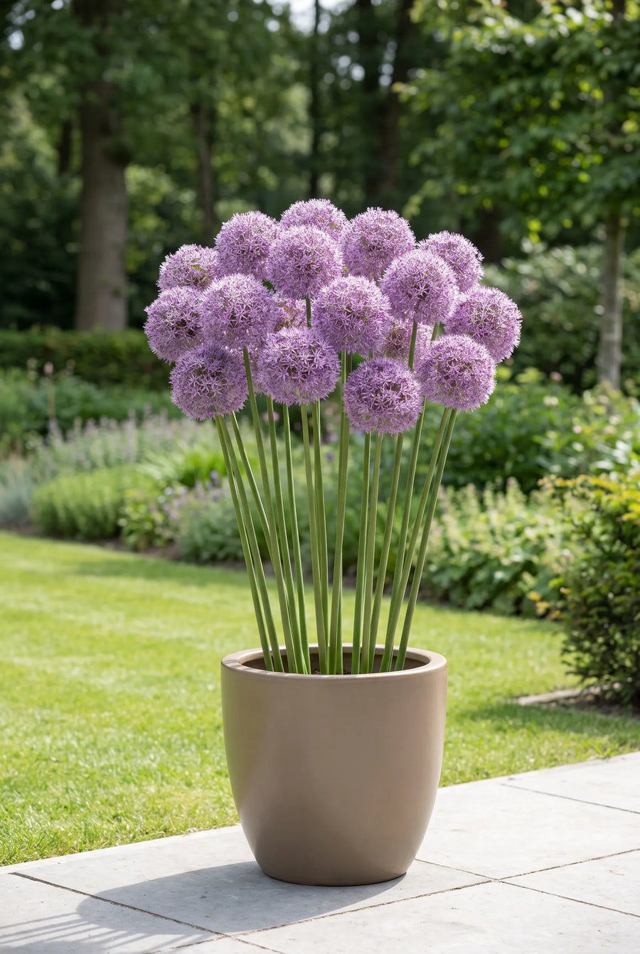 Allium Gladiator — in pot op terras