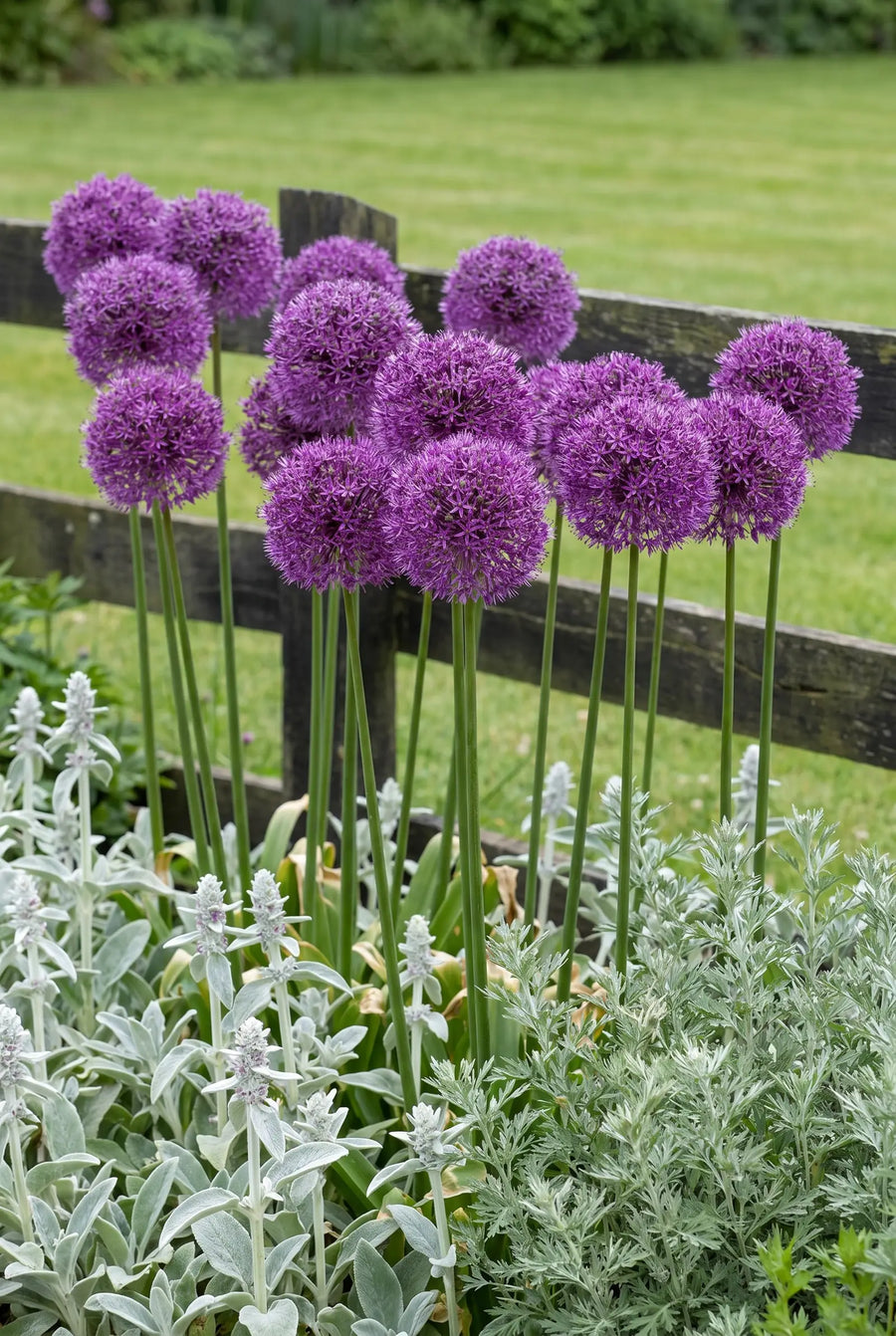Allium Globemaster — in de border