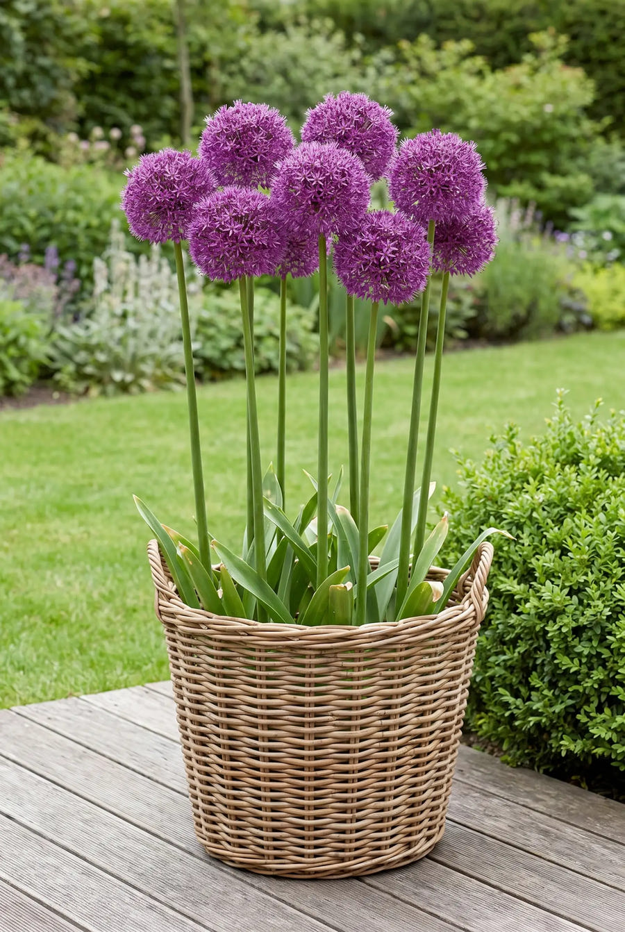 Allium Globemaster — in pot op terras