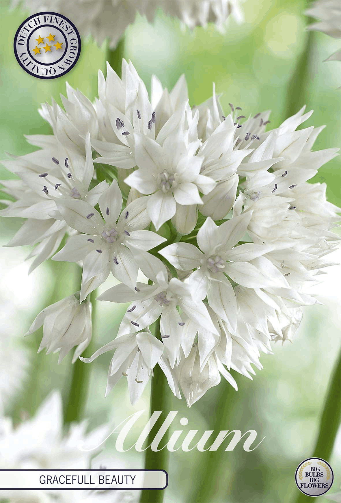 Allium Sierlijke Schoonheid