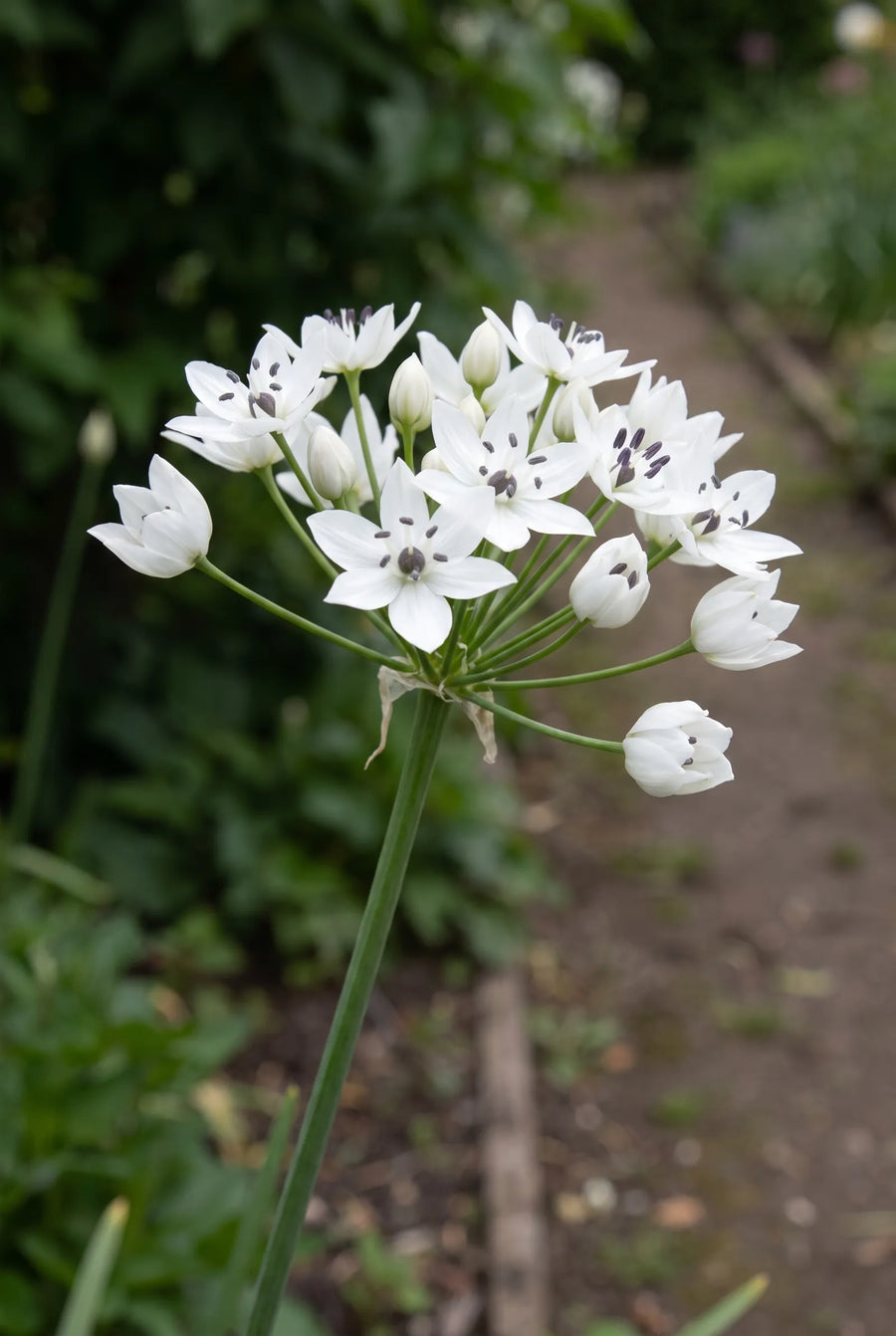 Allium Gracefull Beauty — close-up van de bloem