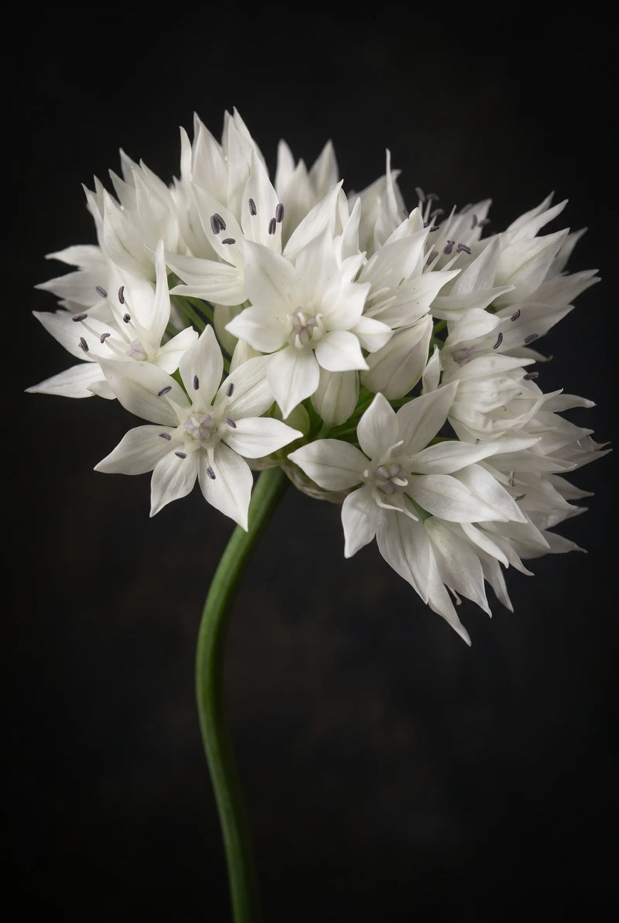 Allium Gracefull Beauty — sfeerbeeld
