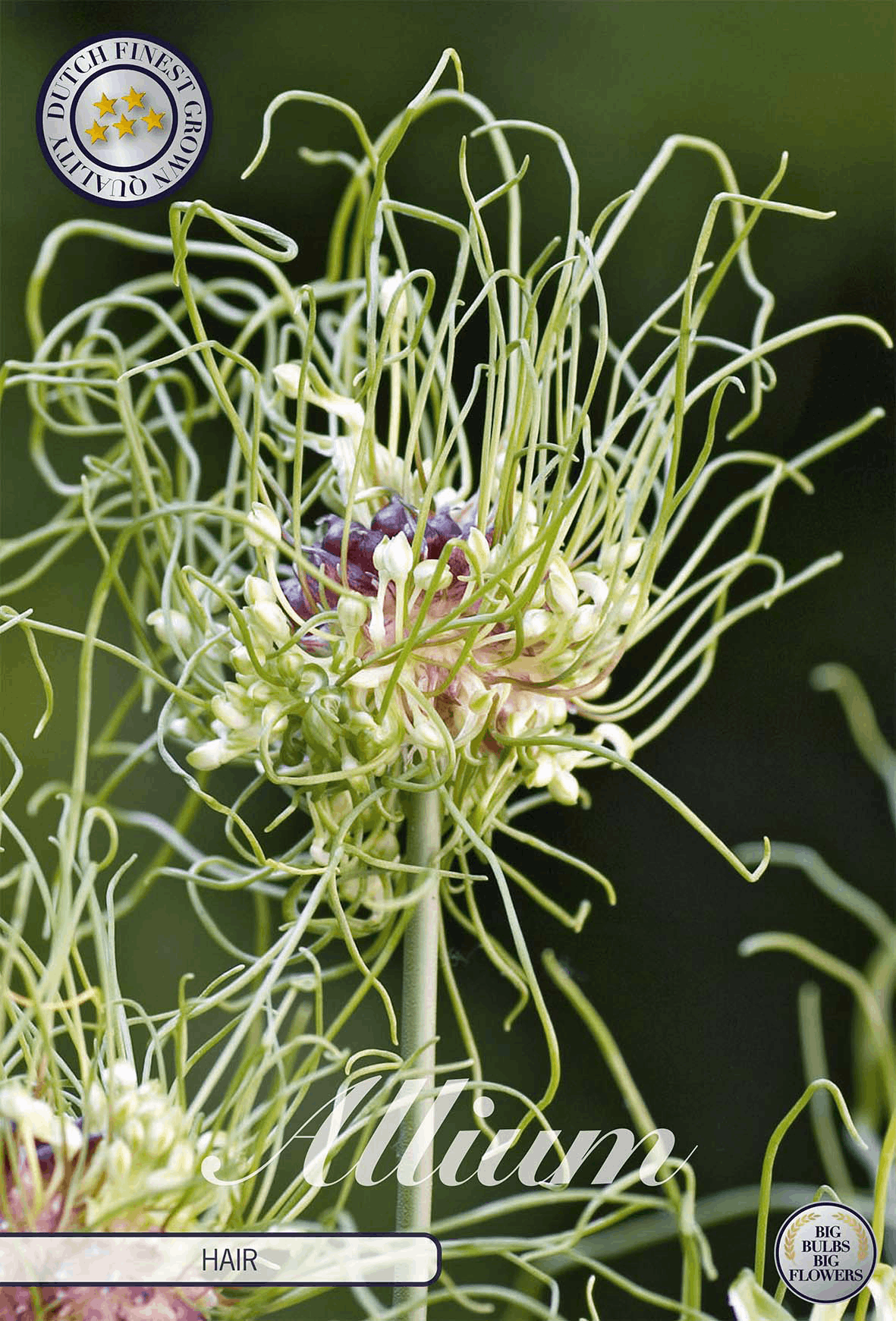 Allium Haar