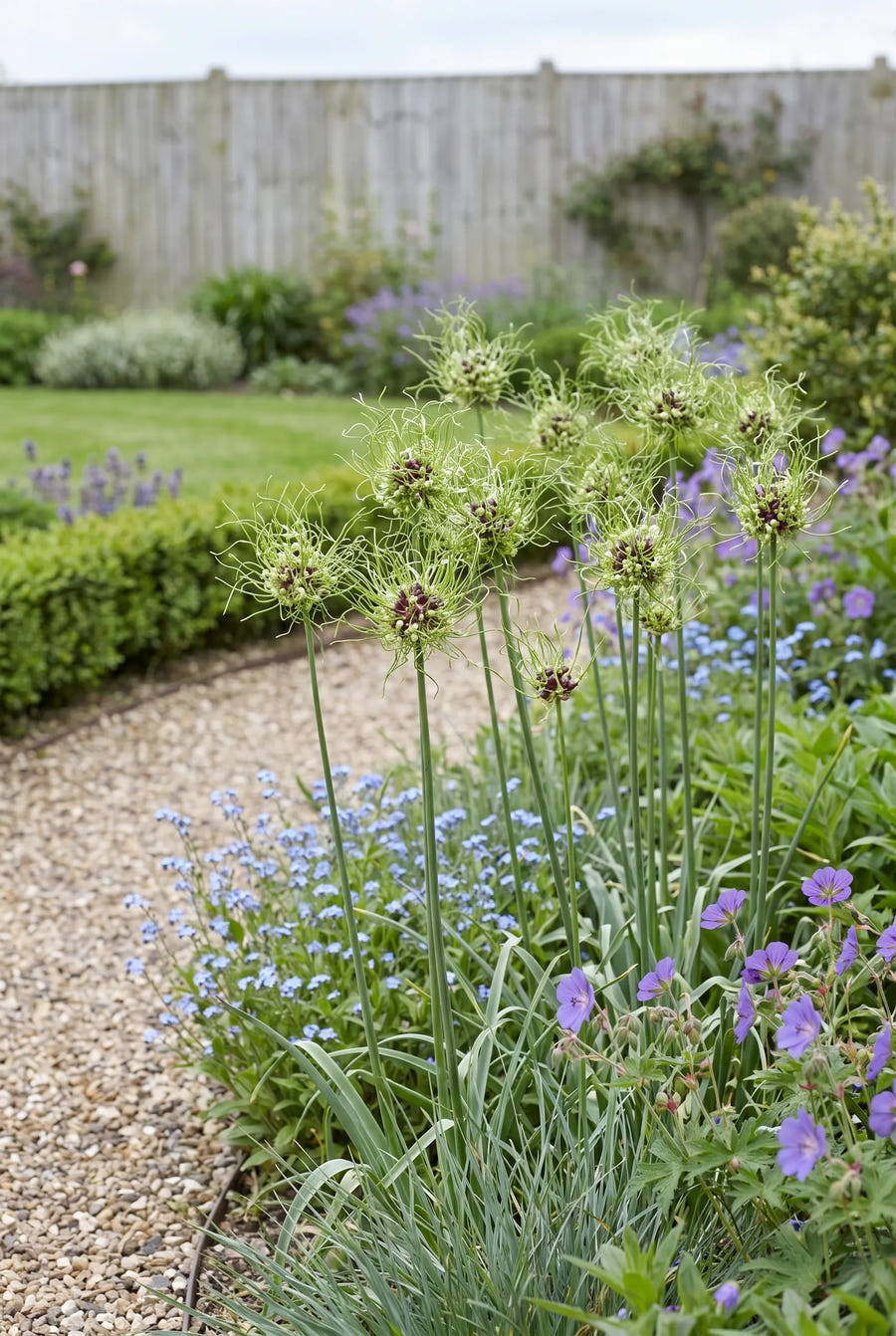 Allium Hair — in de border