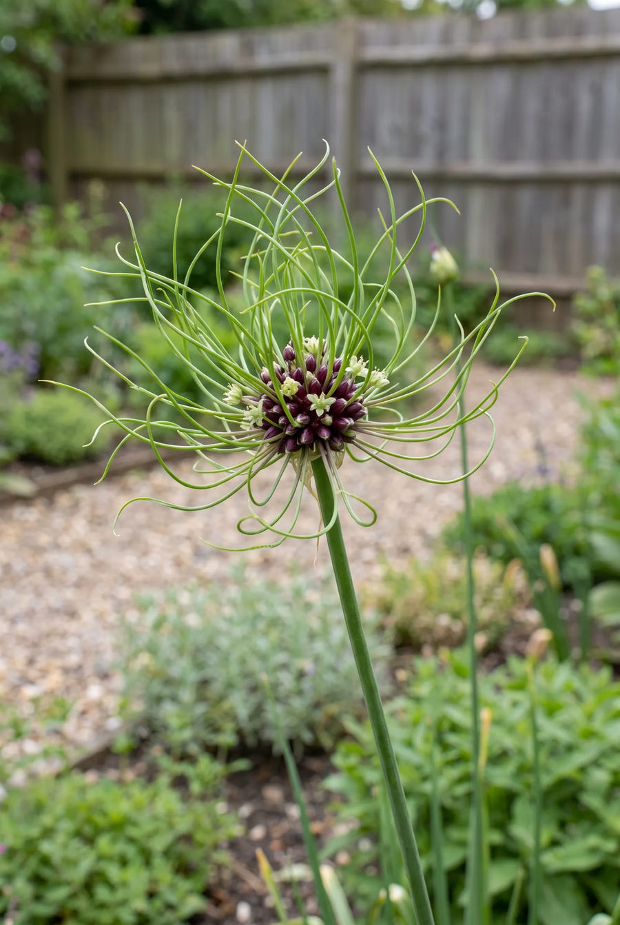 Allium Hair — close-up van de bloem
