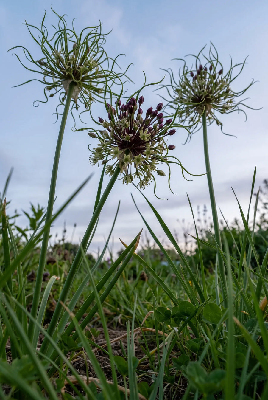 Allium Hair — in de tuin