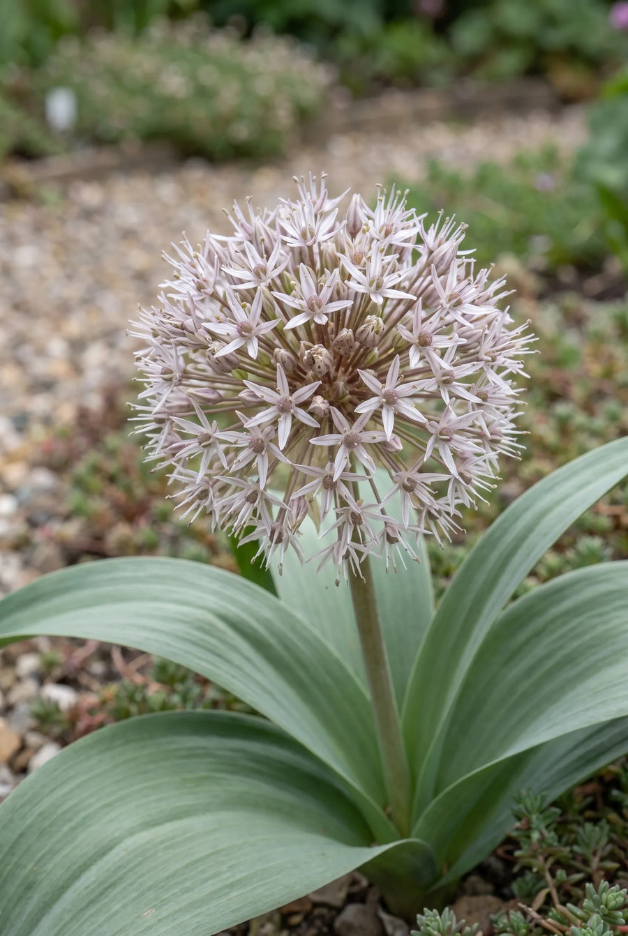 Allium Karataviense — close-up van de bloem