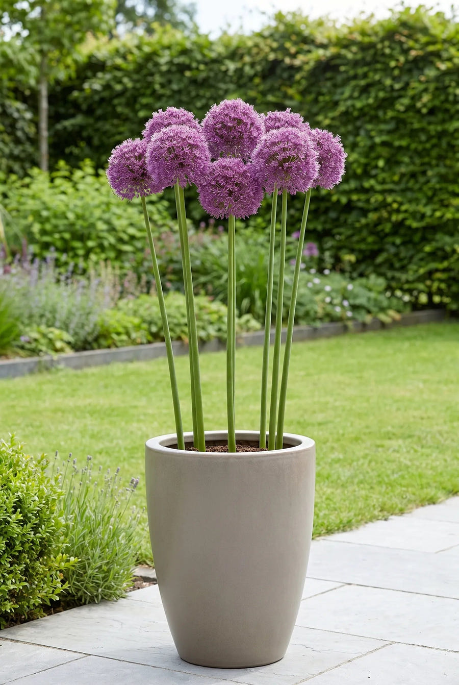 Allium Lucy Ball — in pot op terras