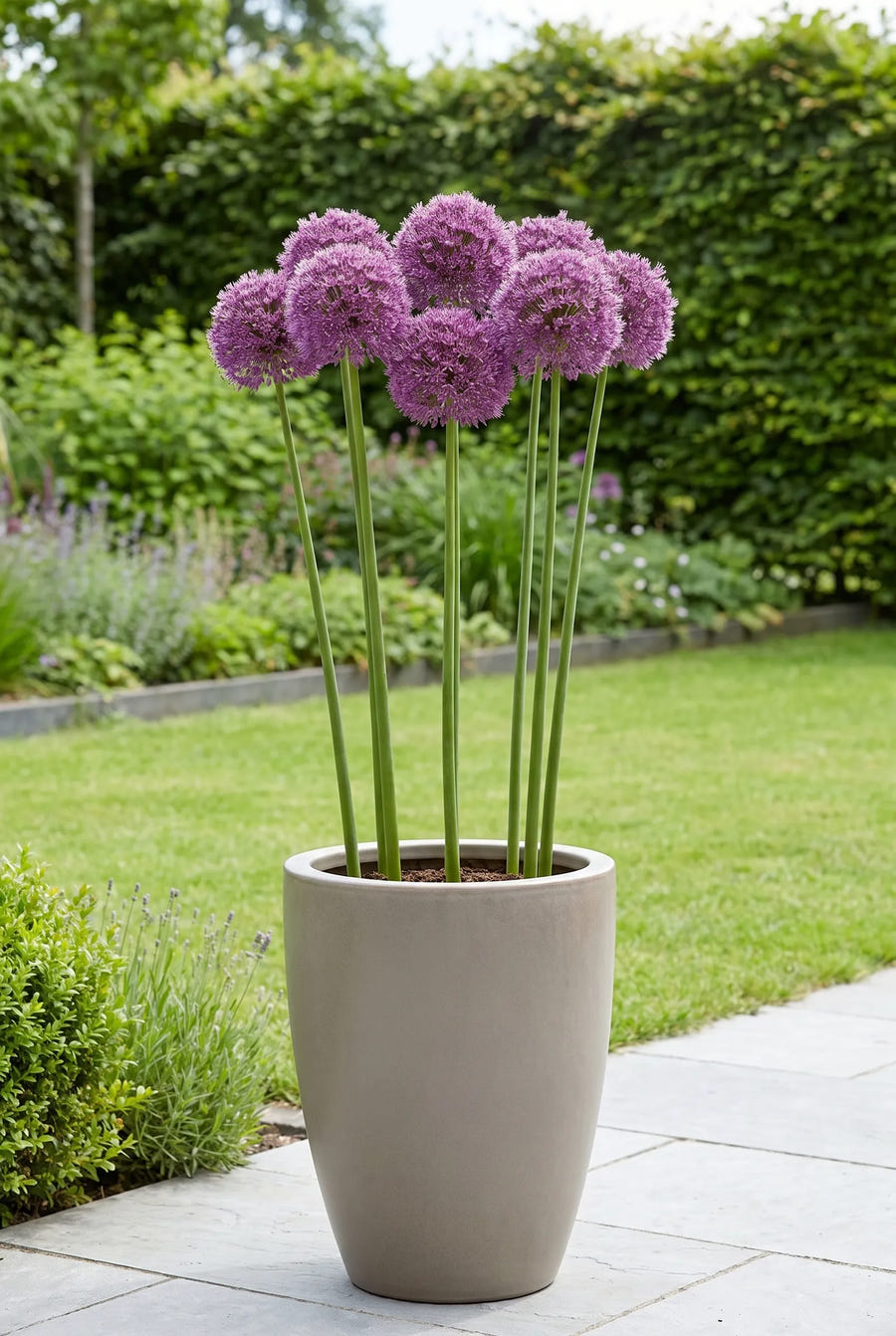 Allium Lucy Ball — in pot op terras