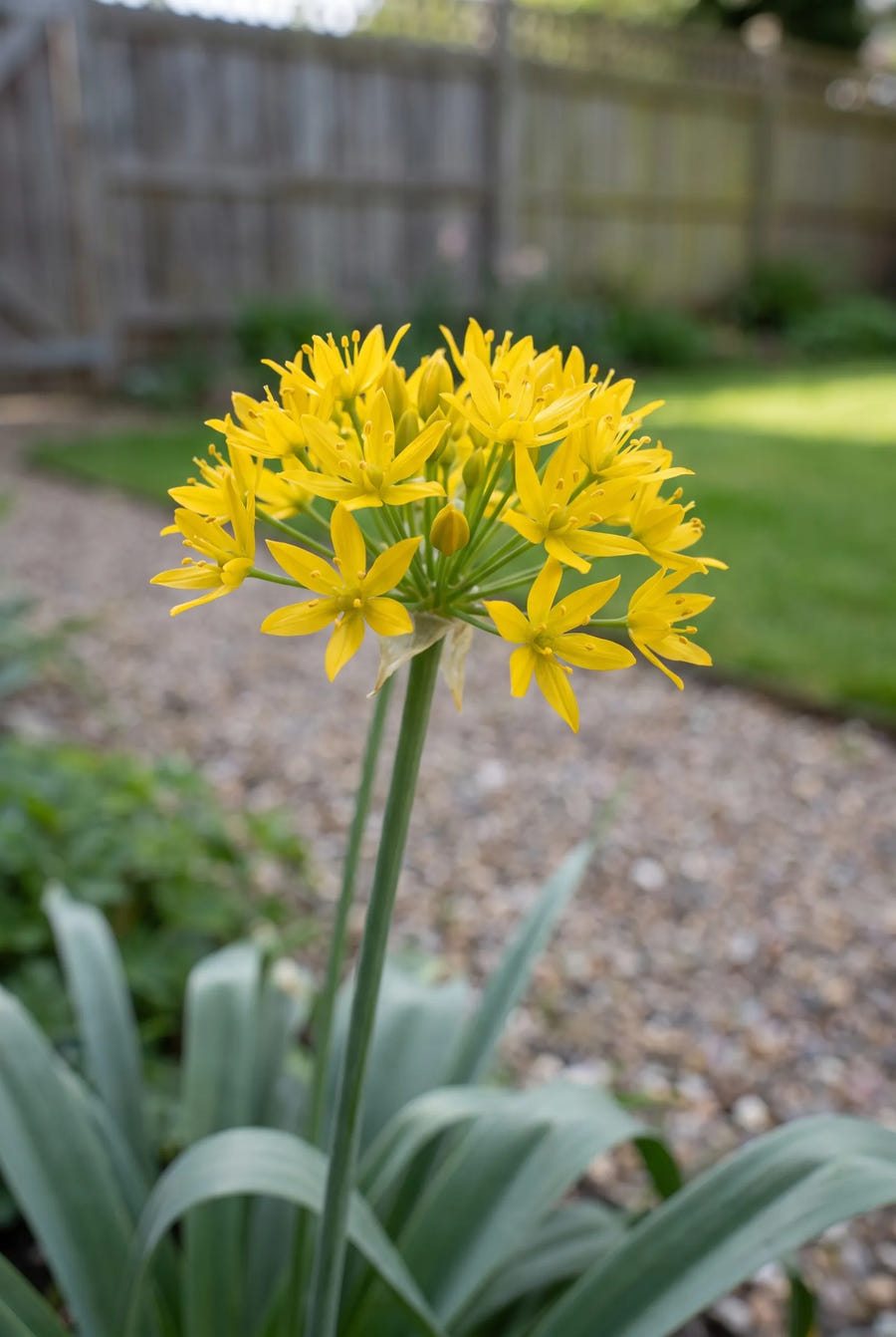 Allium Moly — close-up van de bloem
