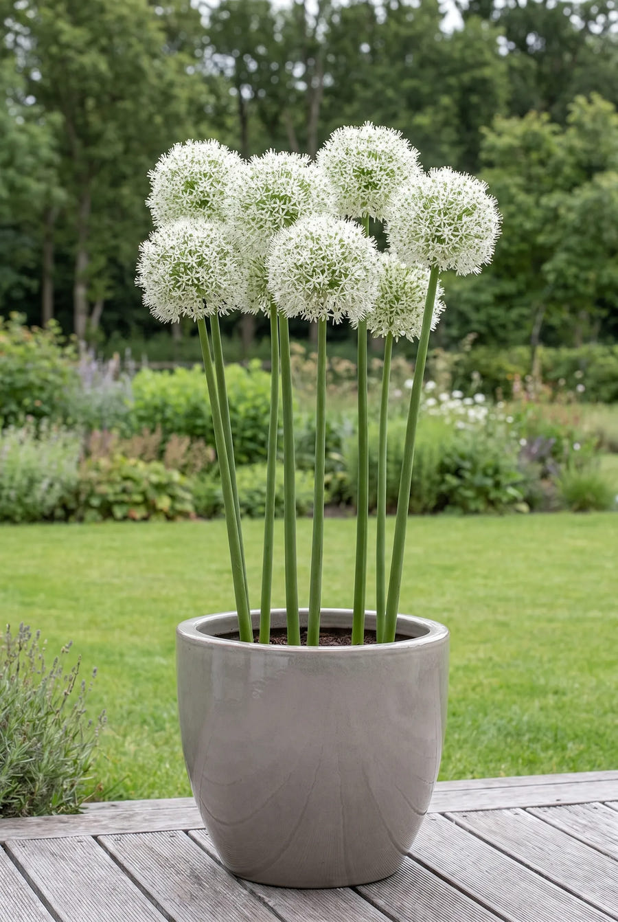Allium Mount Everest — in pot op terras