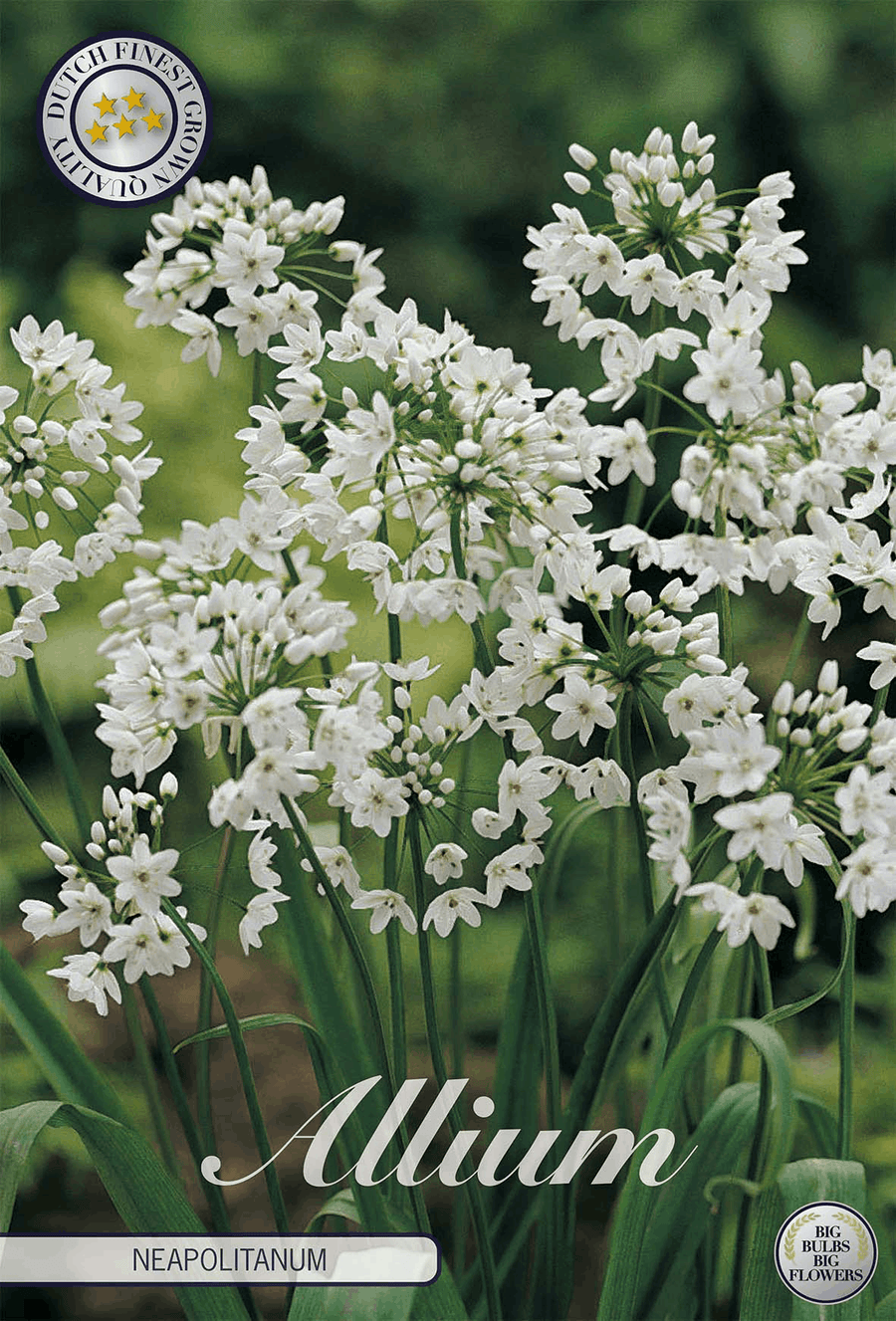 Allium Neapolitanum